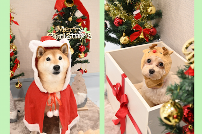 クリスマスフォト