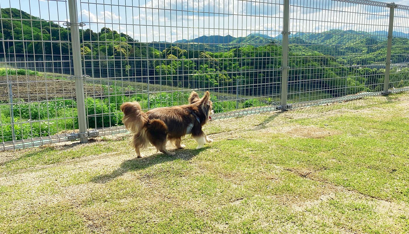 ドッグラン