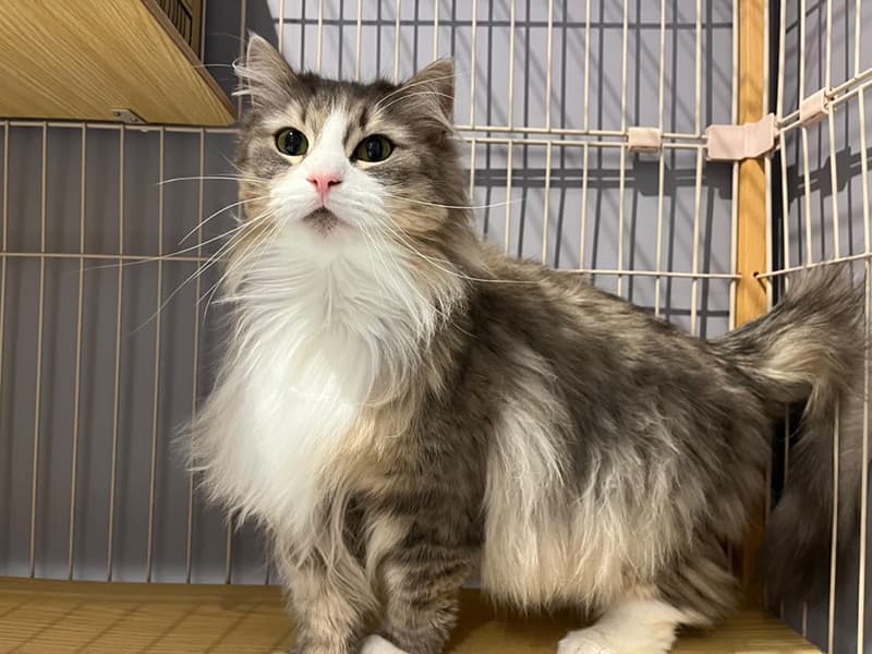 ひまわりちゃん