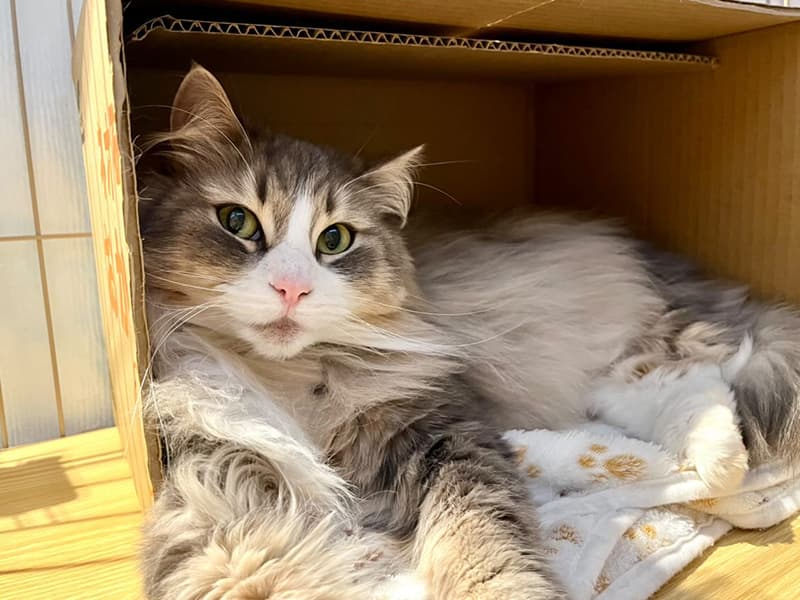 ひまわりちゃん