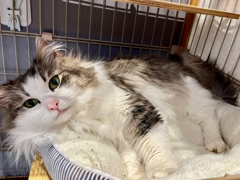 シノノンちゃん