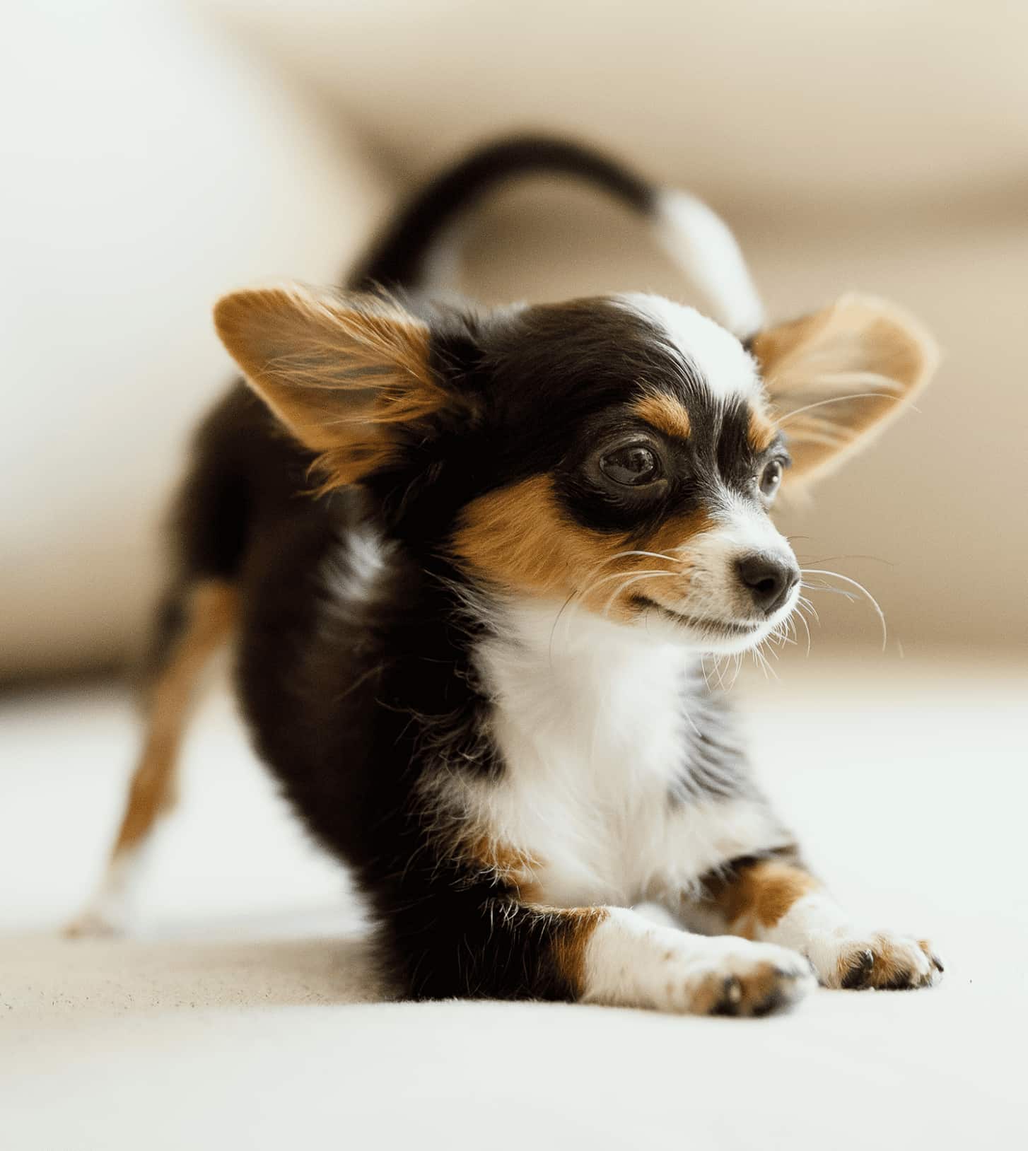 犬の画像