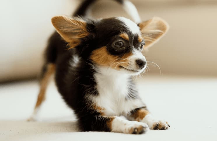 犬の画像