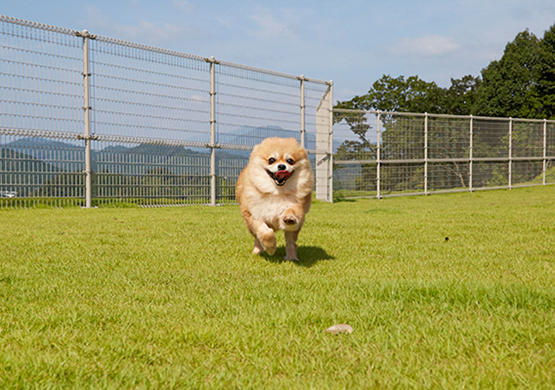 ドッグラン画像