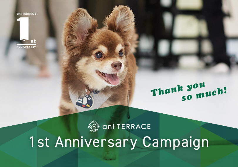 1st Anniversary Campaign
