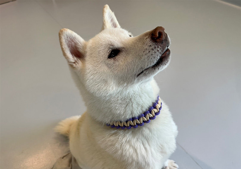 首輪を付けている犬