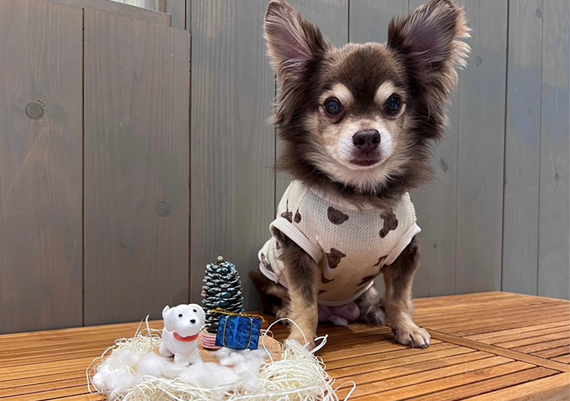 ミニクリスマスツリーとワンちゃん