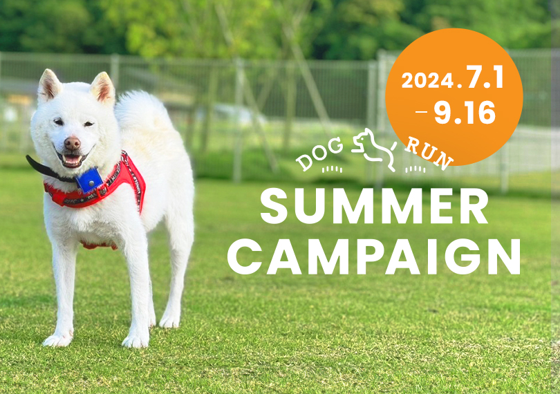 DOGRUN SUMMER CAMPAIGN