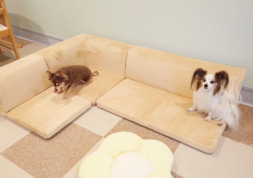 老犬ホームの様子