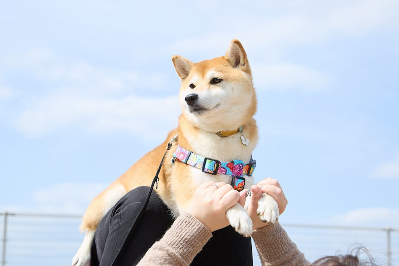 ドッグヨガの様子