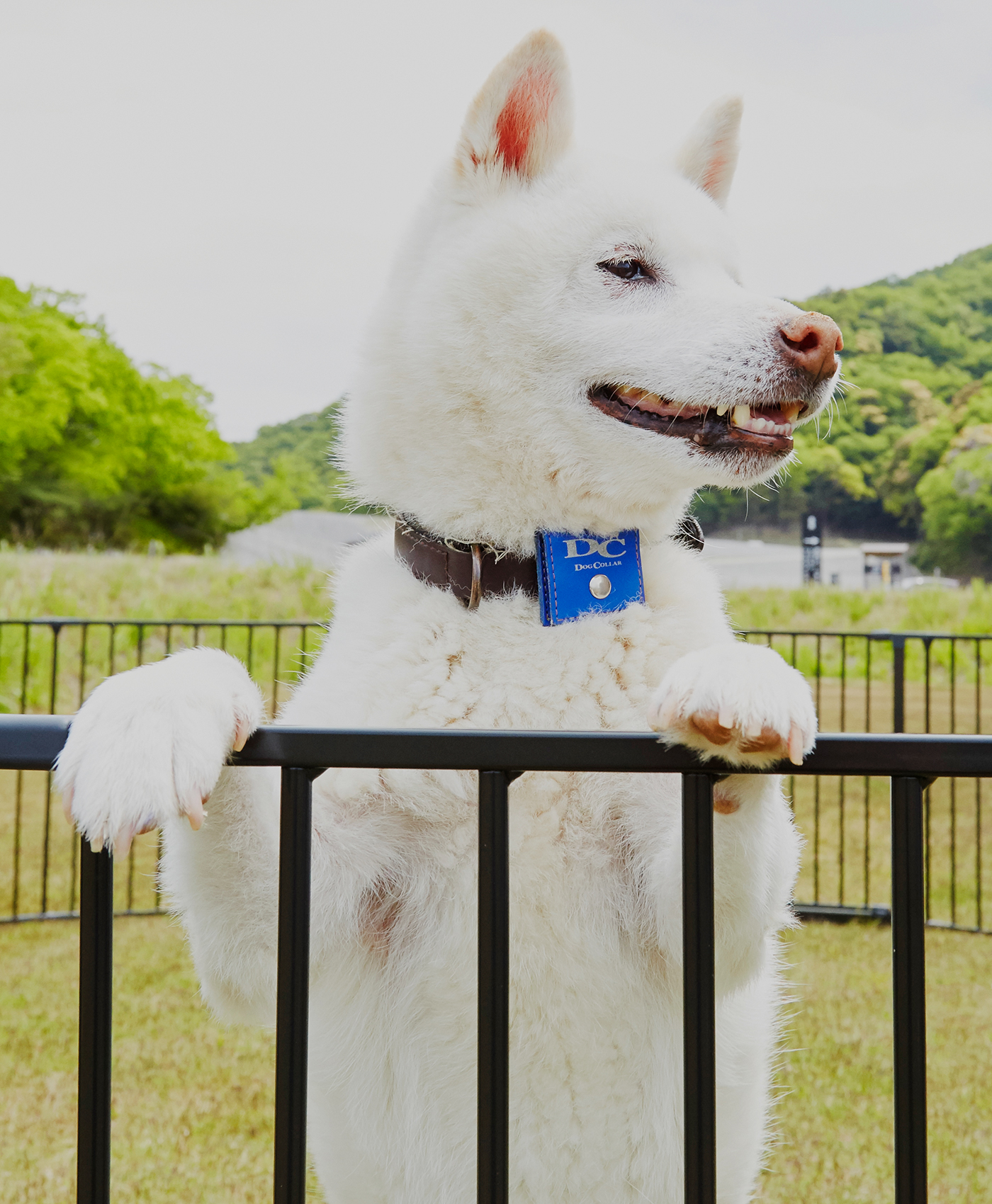 ani TERRACEにいる犬の画像