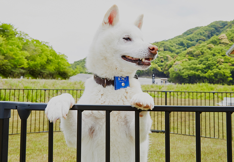 ani TERRACEにいる犬の画像