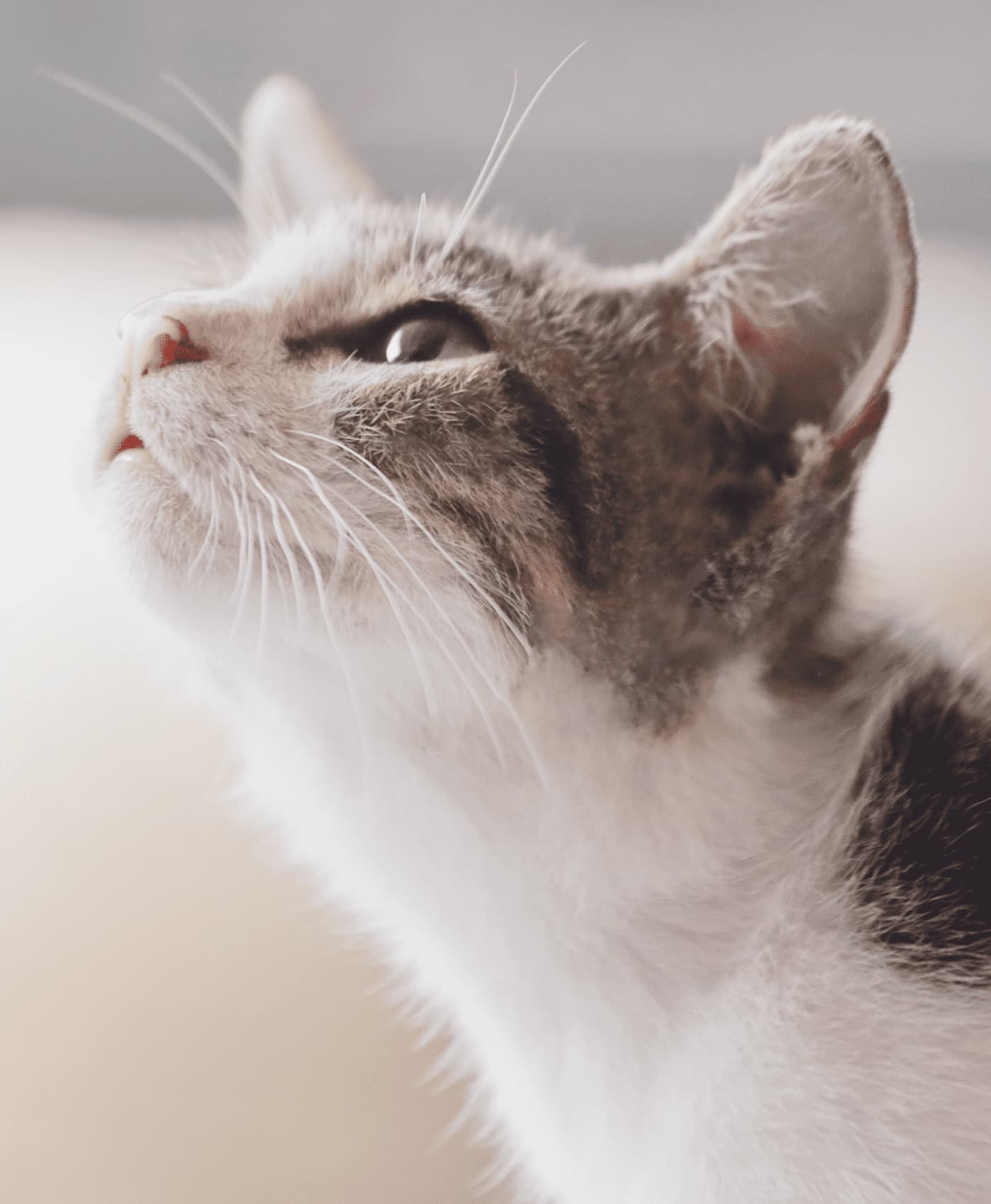 猫の画像