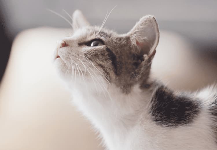 猫の画像